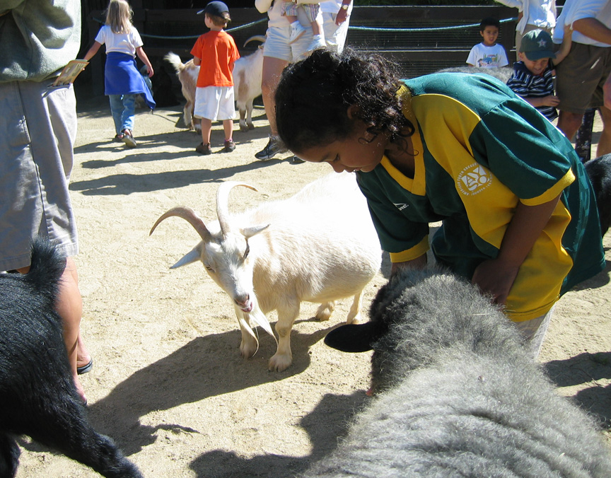 Mari feeds the sheep!