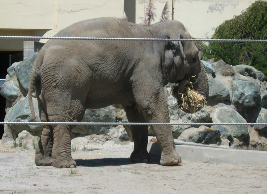 Elephants love hay!