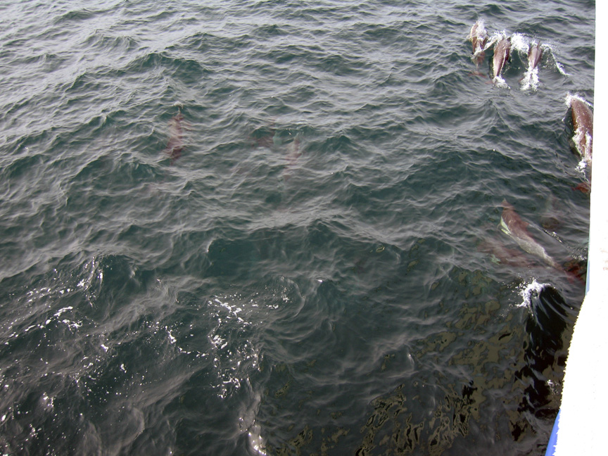 Dolphins swim under our boat!