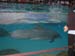 seaworld_26